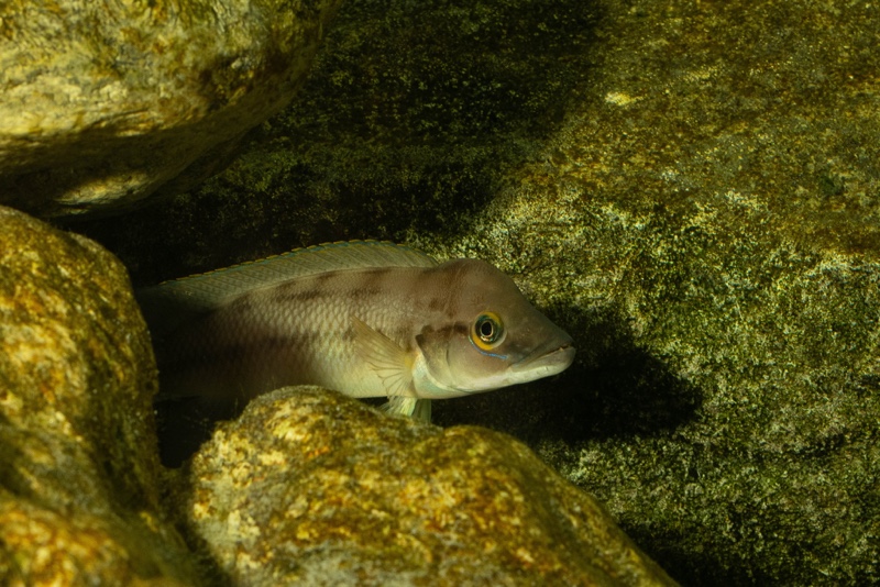 Neolamprologus longicaudatus 'Milima Island'